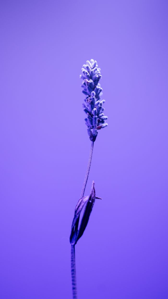 A single lavender flower against a vibrant purple backdrop, capturing its delicate beauty.