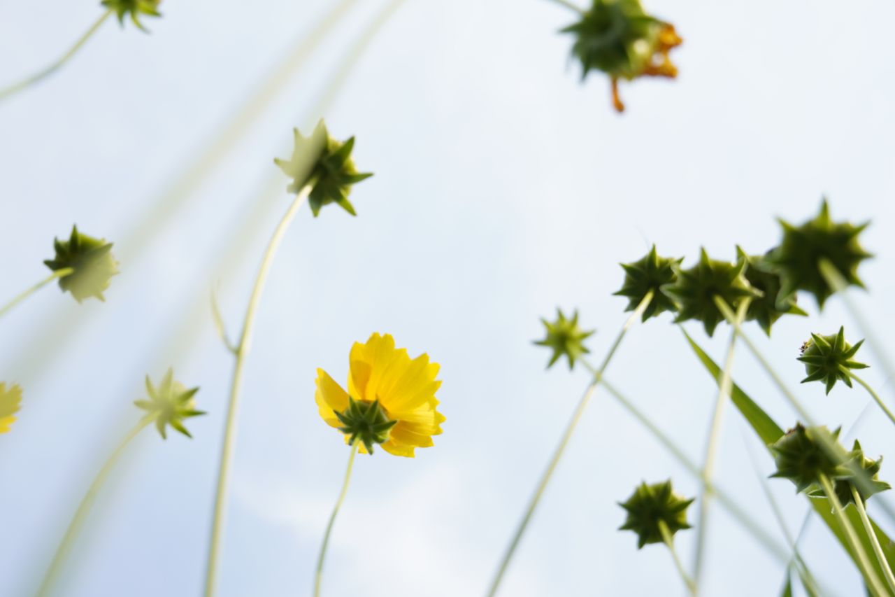 Upward view of yellow cosmos flowers with a blue sky backdrop, creating a serene and natural scene.